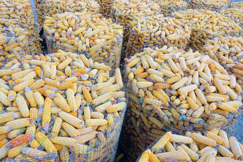 2000 tonnes de maïs à vendre par tonne et Kilo.